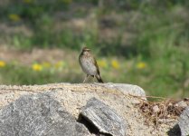 Rufous-tailed Robin.jpg