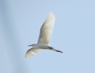 Intermediate Egret.jpg