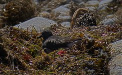 DSCN6091 Black Turnstone bf.jpg