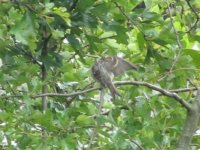 query twite 037.jpg