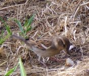 Duck-Billed Sparrowpus....jpg