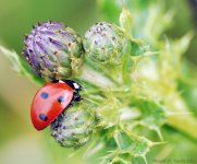 Ladybird+Thistles_2585.jpg