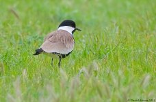 Spur-wingedPlover1SI800.jpg