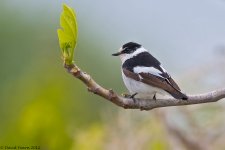 CollaredFlycatcher1SI800.jpg