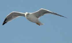 EMAIL Gull - Piraeus - Athens Greece - 07Sep30 a.jpg