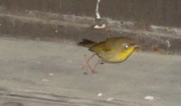 EMAIL Yellowthroat - Common - Chicago Illinois  - 08May15.jpg