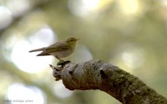 wood warbler.jpg