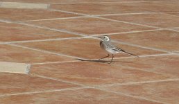 EMAIL Wagtail - Grey - Sharm El Sheikh Egypt - 06Dec30.jpg