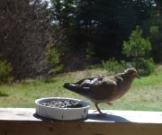 Mourning dove 3.jpg