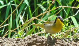 EMAIL Yellowthroat - Common - Chicago Illinois  - 08May17.jpg