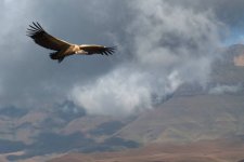 Cape Vulture 03.jpg