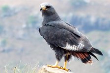 Jackal Buzzard 02.jpg