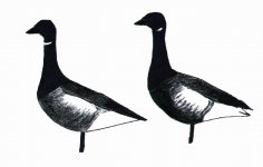 brent goose b-n.JPG