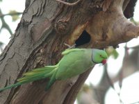 Ring-necked Parakeet.jpg