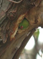 Ring-necked Parakeet fem.jpg