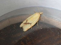 agapeta_hamana_29may_04_800.jpg