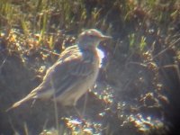 1stWaterPipit.jpg