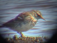 2ndWaterPipit1.jpg