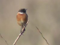 stonechat1.jpg