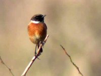 stonechat11.jpg