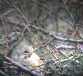 greenfinch 2.jpg