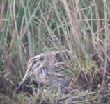 jack snipe 1.jpg