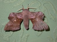 Poplar Hawkmoth 2610.jpg