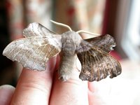 Poplar Hawkmoth 2625.jpg