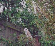 Barn owl.jpg