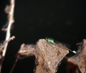 11-6-03-desert forktail.jpg