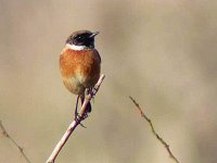 stonechat1_mod.jpg