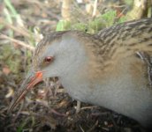 water rail2937.jpg