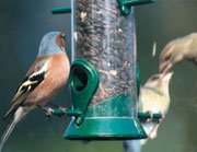 chaffinch.jpg