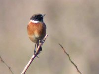 stonechat1a-60k.jpg