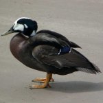 mallardXeider.jpg