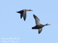 304-DSC_2357AmericanBlackDucks.jpg