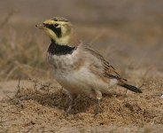 shorelark_3021sb.jpg