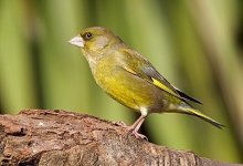 greenfinch sharpened logc.jpg