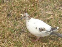 morph dove 3.jpg