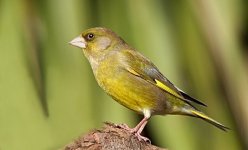 greenfinch.jpg