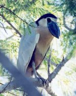 Boat-billed Heron.jpg