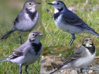 web wagtails 1.jpg