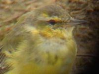 YellowWag05-apr-04.jpg