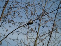 long-tailed_tit_29mar06_640_10b.jpg