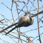 long-tailed_tit_29mar06_420_10b.jpg