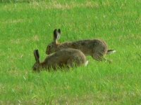 DS hares 2 in field 1.jpg