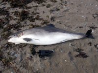 harbour porpoise templetown beach 30 march 06.jpg