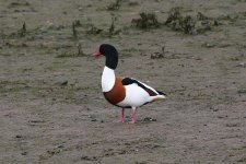 shelduck120206a.jpg