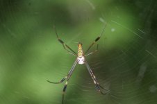 panama-05-062-SPID2.jpg