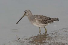 longbilleddowitcher160206x.jpg